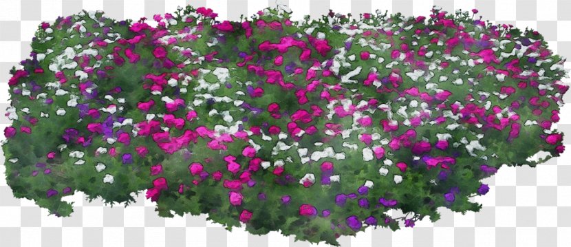 Watercolor Flower Background - Floral Design - Perennial Plant Geranium Transparent PNG