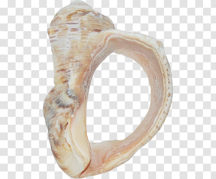 Seashell Clip Art - Sea Snail - Shell Transparent PNG