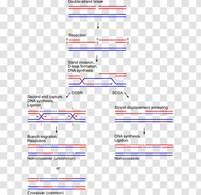Holliday Junction Genetic Recombination Homologous Chromosomal Crossover Chromosome - Mechanism Transparent PNG