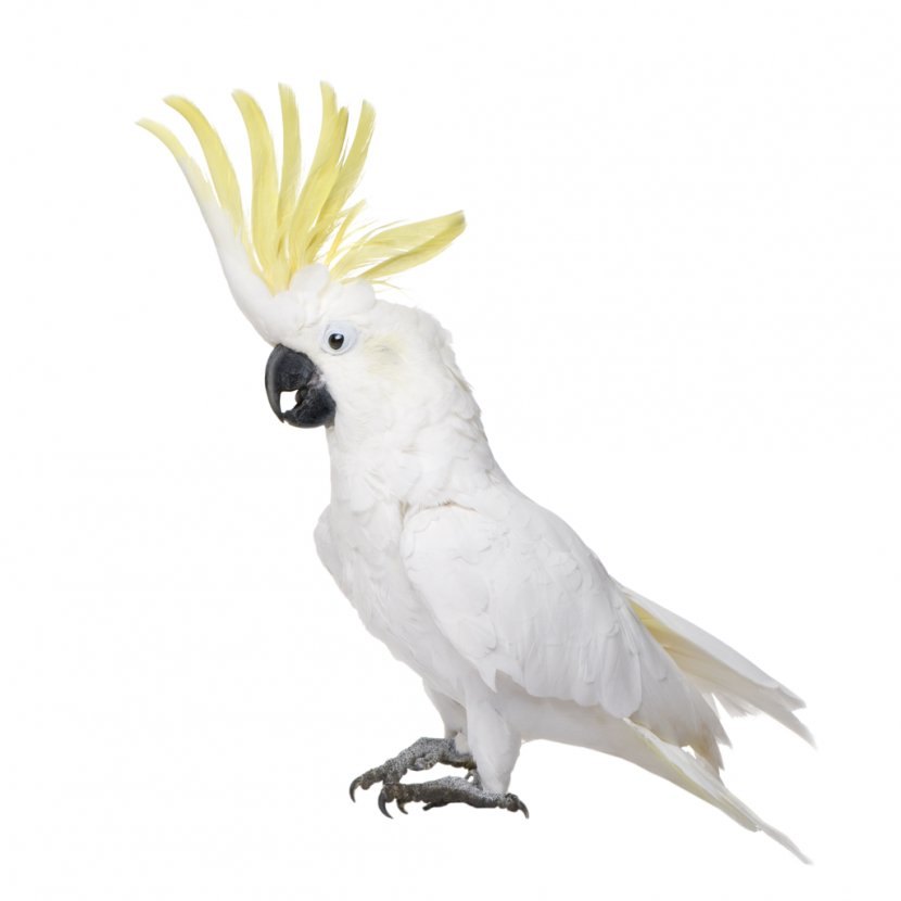 White Cockatoo Bird Cockatiel Budgerigar - Yellowcrested - Parrot Transparent PNG
