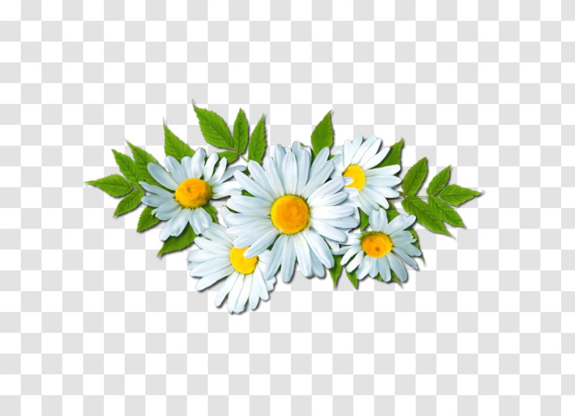 Common Daisy Clip Art Image Flower - Flowering Plant - Flores Amarelas Transparent PNG