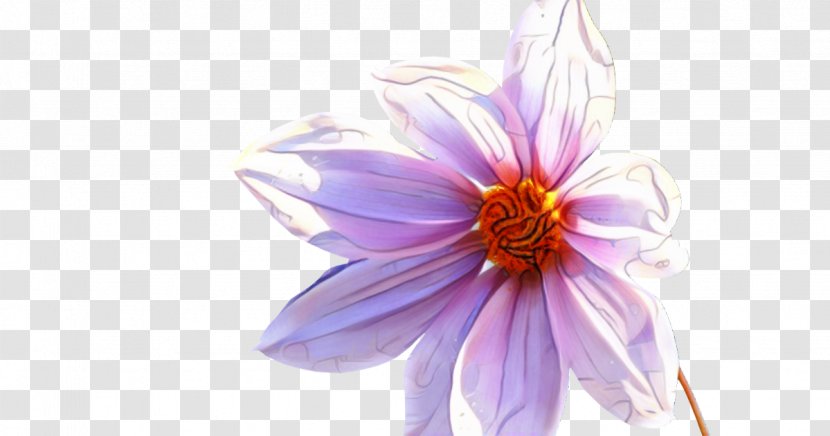 Dahlia Cut Flowers Coneflower Purple Daisy Family - Wildflower - Lilac Transparent PNG