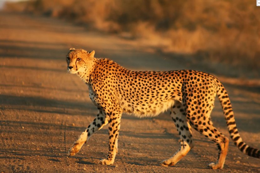 Cheetah Felinae Wikipedia Big Cat Fastest Animals - Leopard Transparent PNG