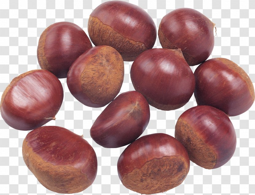 Chinese Chestnut Lidong Food Qianxi County, Hebei - Fruit - Acorn Transparent PNG