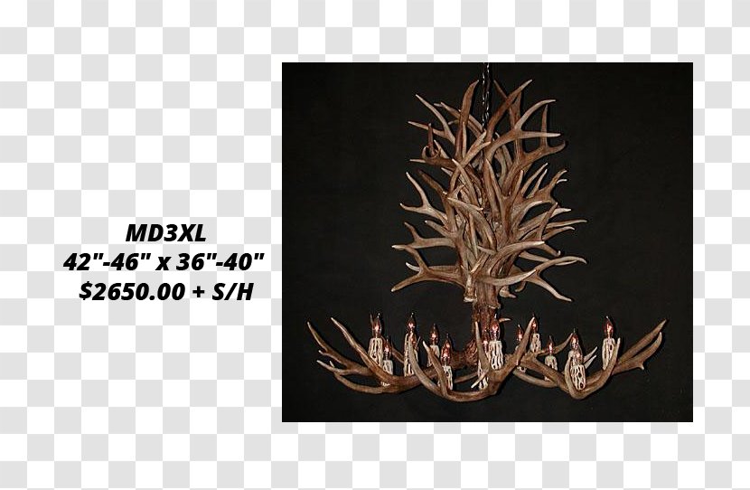 White-tailed Deer Moose Antler Elk Transparent PNG