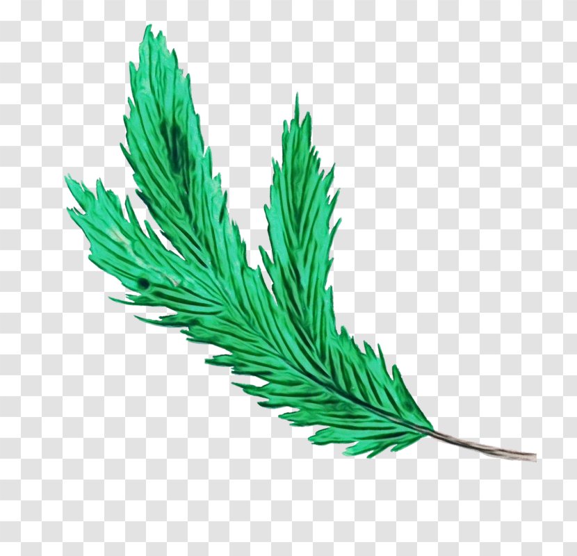 Feather - Plant - Red Pine Transparent PNG