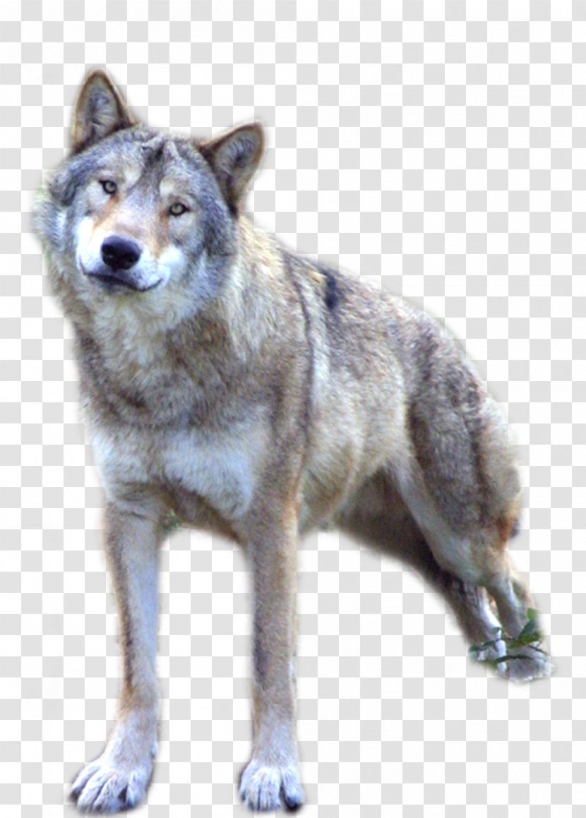 Dog Ethiopian Wolf Clip Art - Fauna Transparent PNG