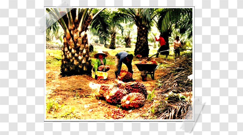 African Oil Palm Pejabat RISDA Negeri Pulau Pinang Plantation Rishda Tarkaan - Malaysian Board Transparent PNG