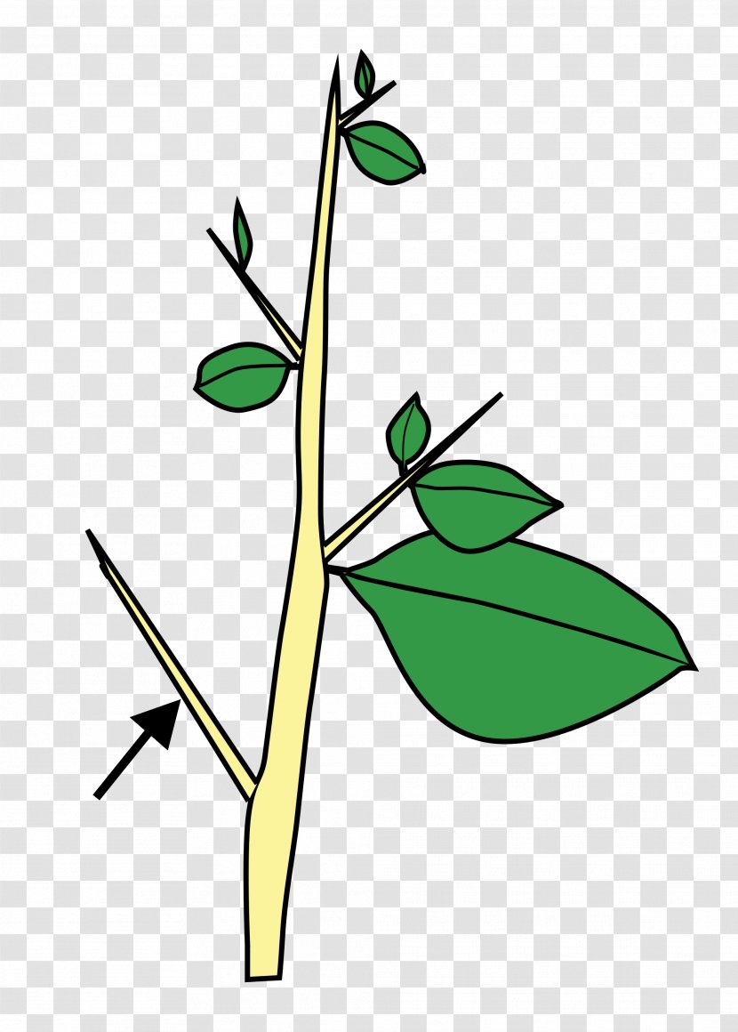 Plant Stem Thorns, Spines, And Prickles Leaf Flower - Organism - Thorn Transparent PNG