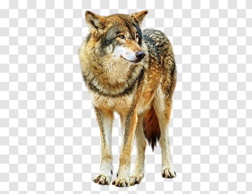 Alaskan Tundra Wolf Coyote Saarloos Wolfdog Dhole Red - Fur - Carnivoran Transparent PNG