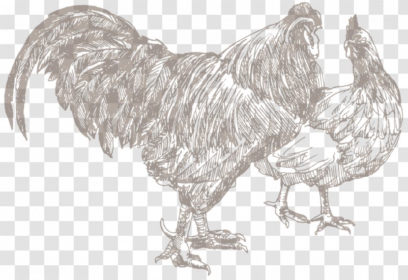Chicken Poultry Farming Rooster Butcher - And Livestock Transparent PNG