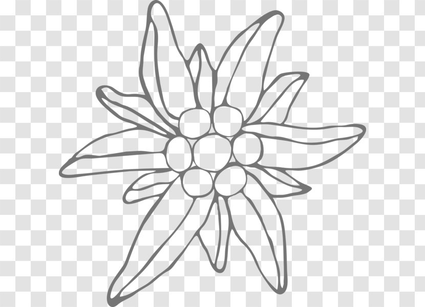 Drawing Edelweiss Floral Design Frosting & Icing Flower - Cake - Delicacy Clipart Transparent PNG