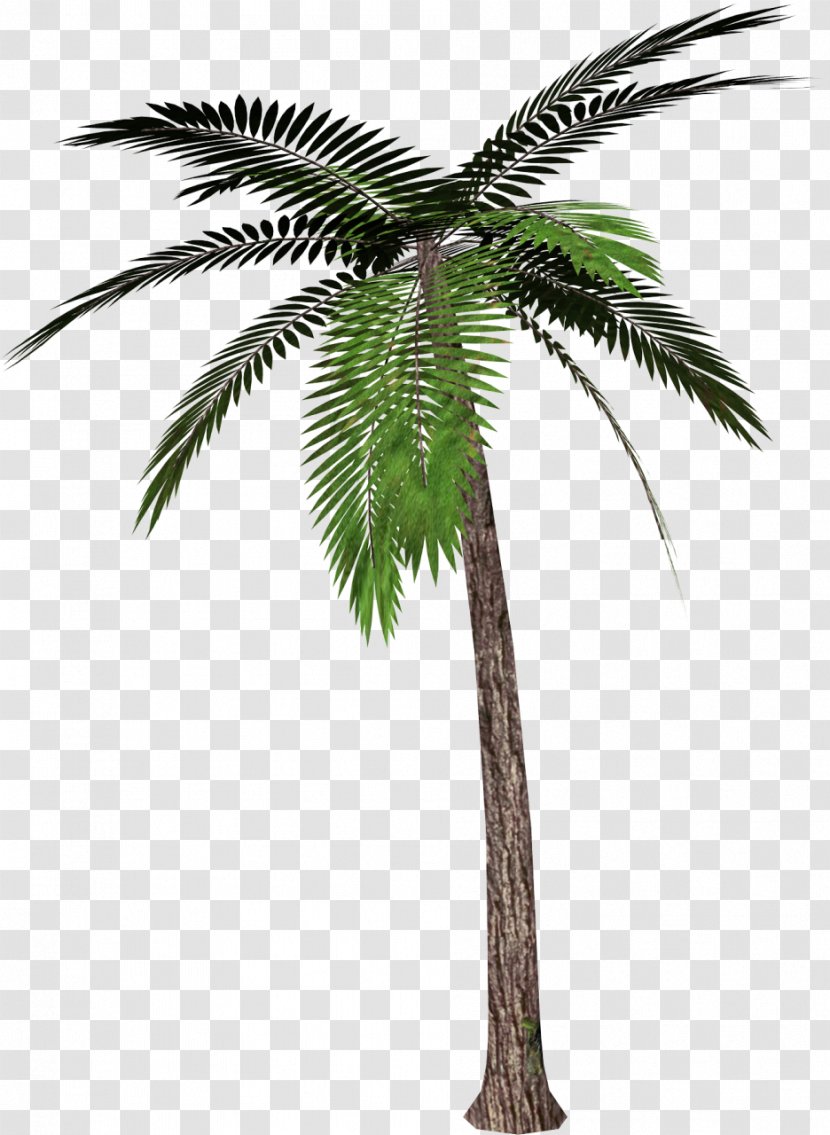 Palm Trees Clip Art - Date Palms - Tree Clipart Transparent PNG