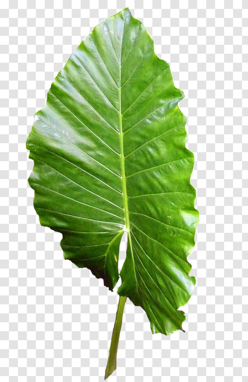 Leaf Botany Biology Bladnerv Plant Stem - Image File Formats Transparent PNG