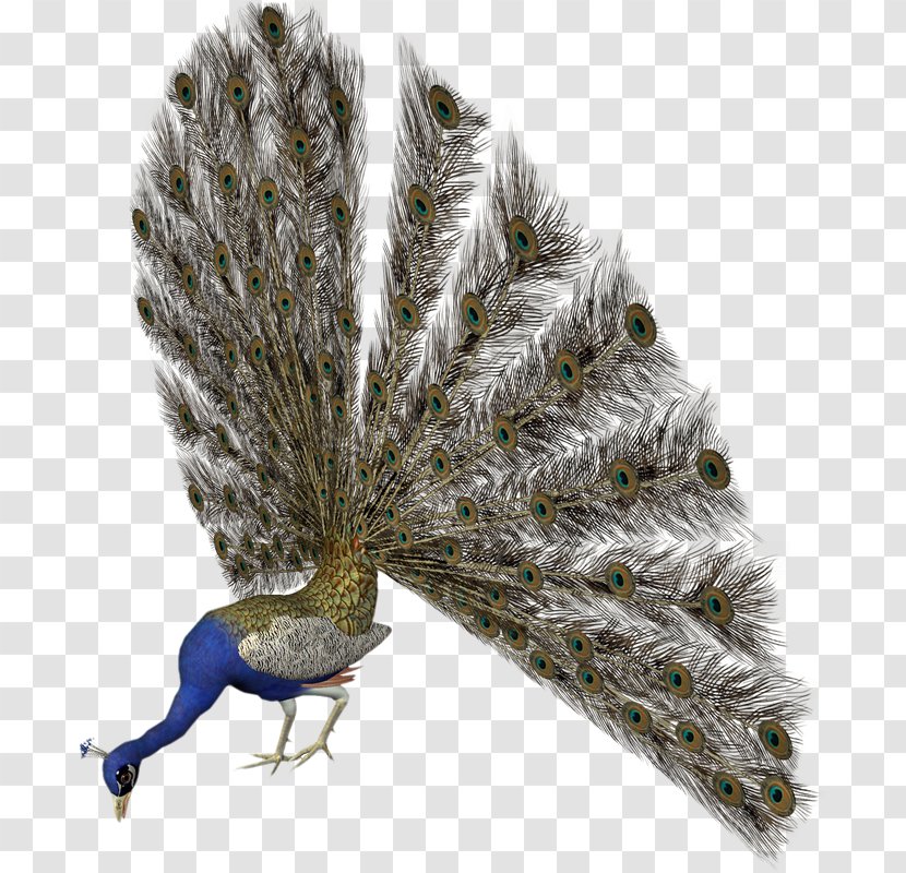 Bird Pavo Feather Clip Art - Asiatic Peafowl - Jd Transparent PNG