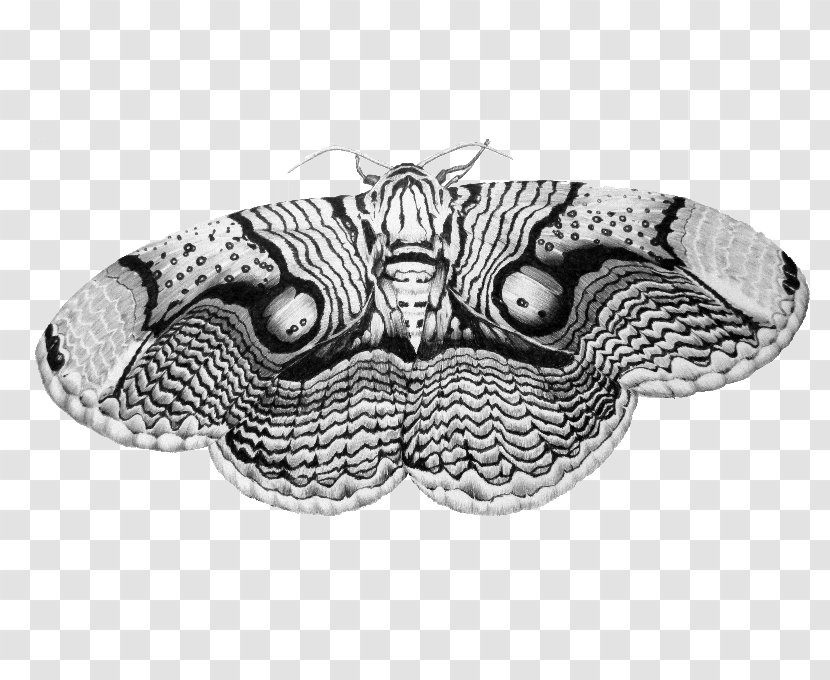 Drawing Brahmin Moths Art Butterfly - Artist Transparent PNG