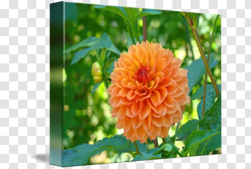 Dahlia Flower Tuber Lilium - Art - Posters Transparent PNG