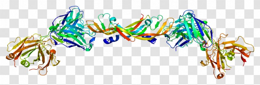 Vascular Endothelial Growth Factor A Protein Endothelium - Watercolor - Vegf Receptor Transparent PNG