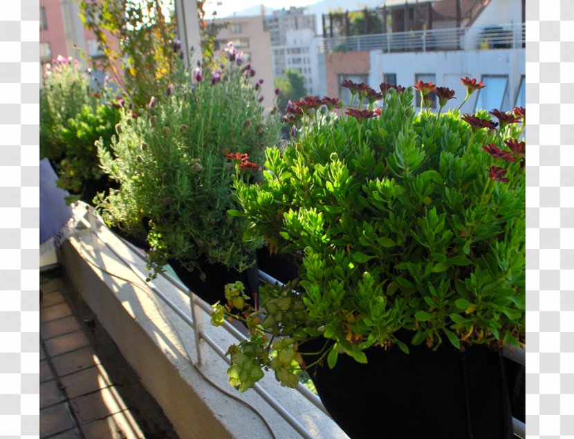 Garden Tree Flowerpot Green Wall Houseplant - Evergreen Transparent PNG
