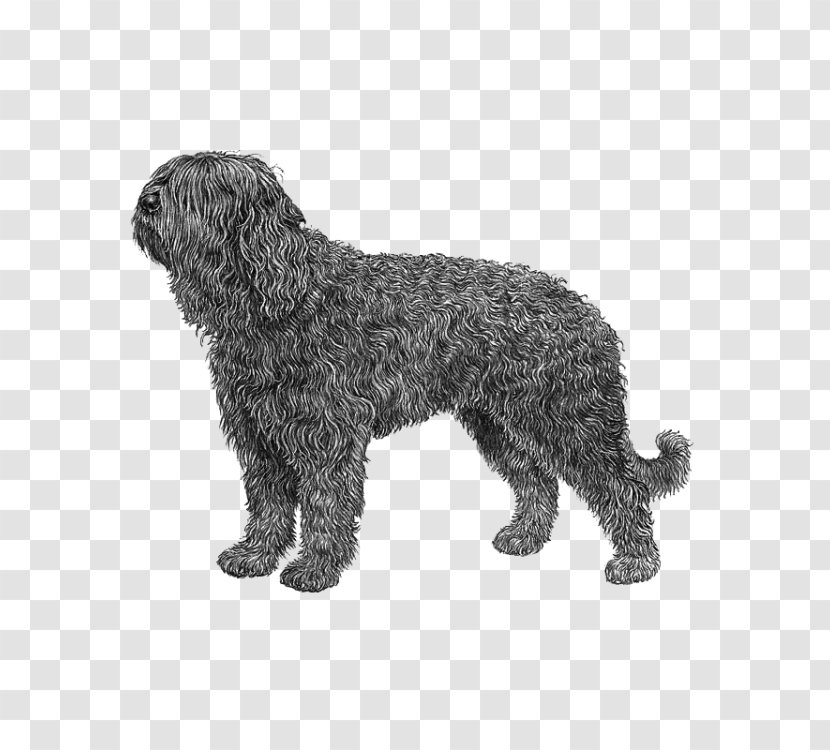 Barbet Schnoodle Wirehaired Pointing Griffon Portuguese Water Dog Spanish - Glen - Sporting Group Transparent PNG