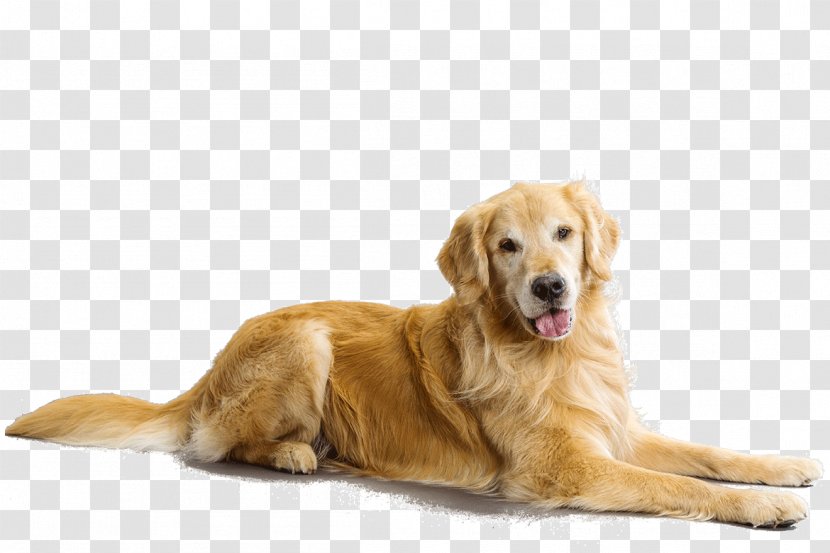 Golden Retriever Chesapeake Bay Labrador Goldendoodle Puppy - Dogs Transparent PNG