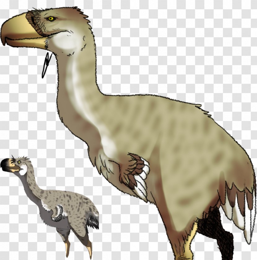 Velociraptor Flightless Bird Phorusrhacidae Tyrannosaurus - Mammal Transparent PNG