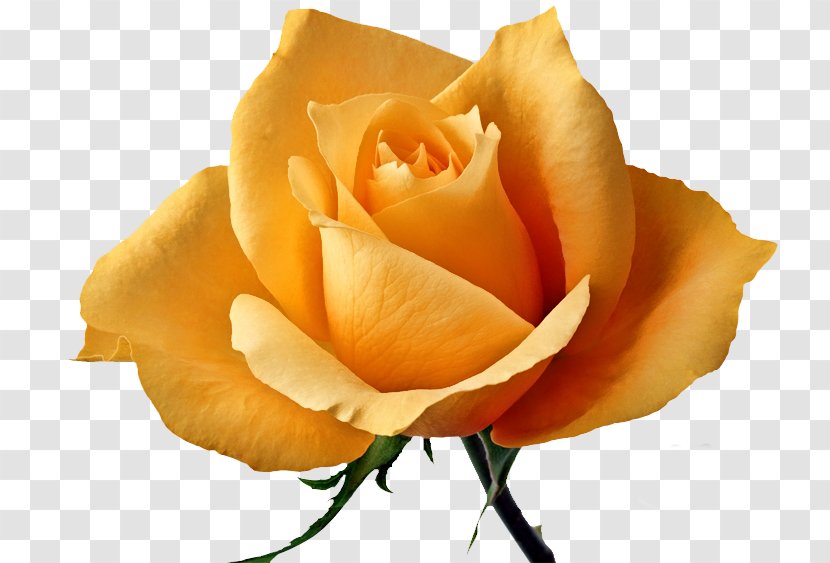 Garden Roses Flower Yellow - Close Up - Rose Transparent PNG