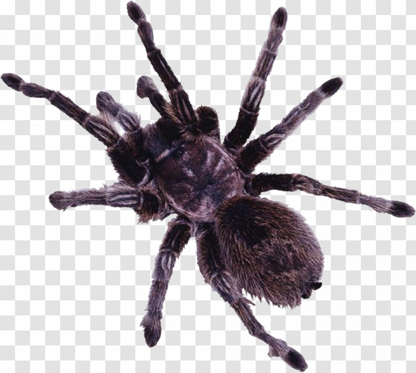 Spider Web Tarantula Clip Art - Stock Photography - Black Transparent PNG