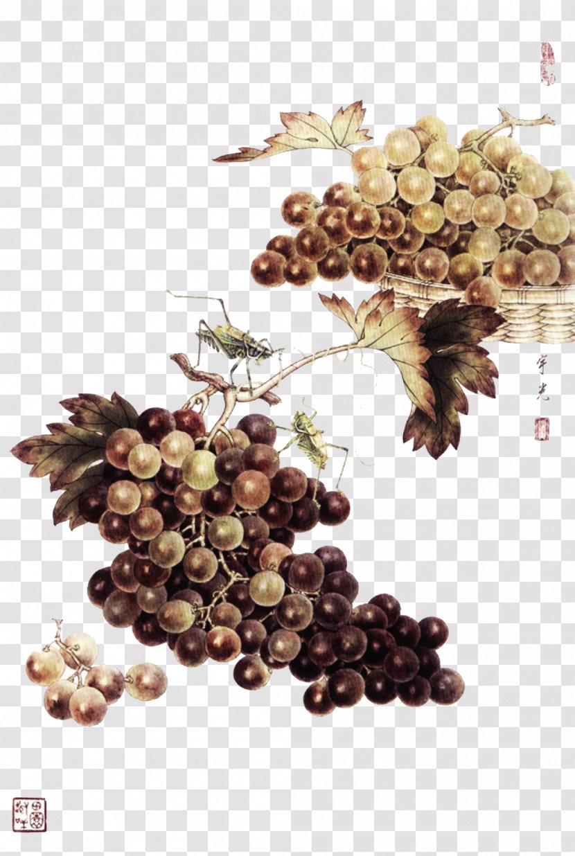 Insect Gongbi Song Dynasty Chinese Painting - Vitis - Meticulous Grapes Transparent PNG