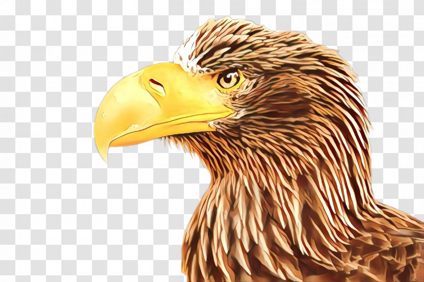 Bird Of Prey Beak Eagle Golden - Bald Hawk Transparent PNG