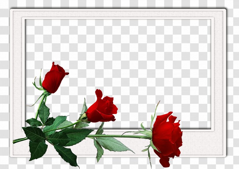 India Floral Background - Rose Order Picture Frame Transparent PNG