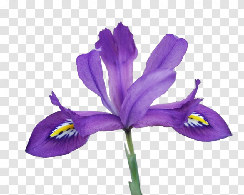 Northern Blue Flag Clip Art Netted Iris Flower Data Set - Batik Transparency And Translucency Transparent PNG