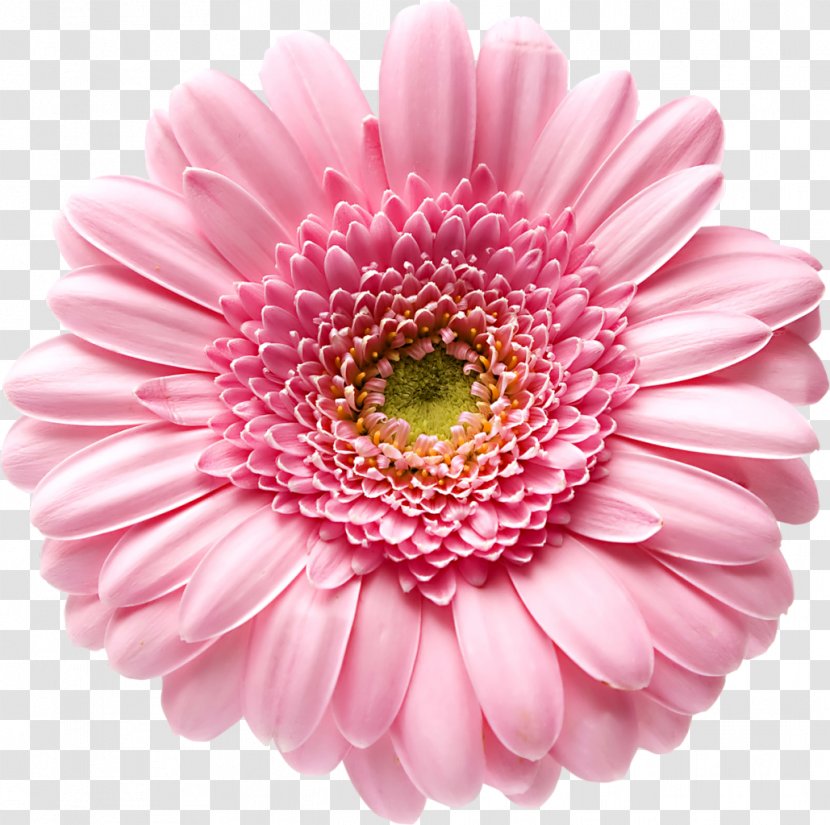 Transvaal Daisy Stock Photography Color Flower Clip Art - Royaltyfree - Gerbera Transparent PNG