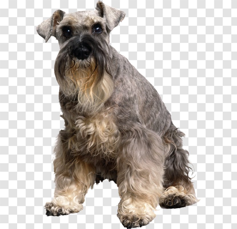 Old English Sheepdog Allergy To Cats Bearded Collie - Standard Schnauzer - MASCOTAS Transparent PNG