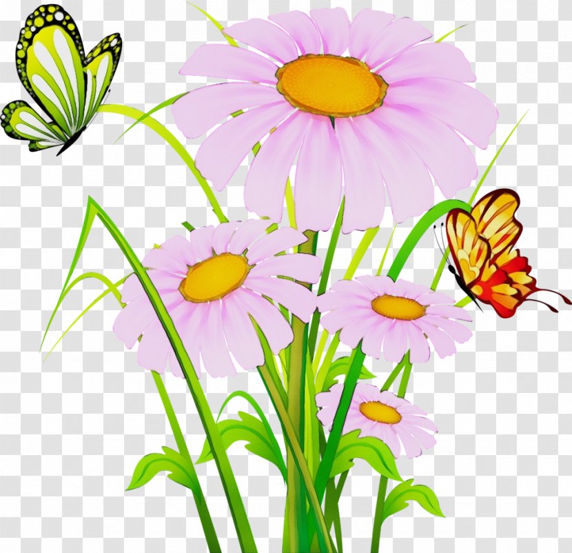 Daisy - Oxeye Cut Flowers Transparent PNG
