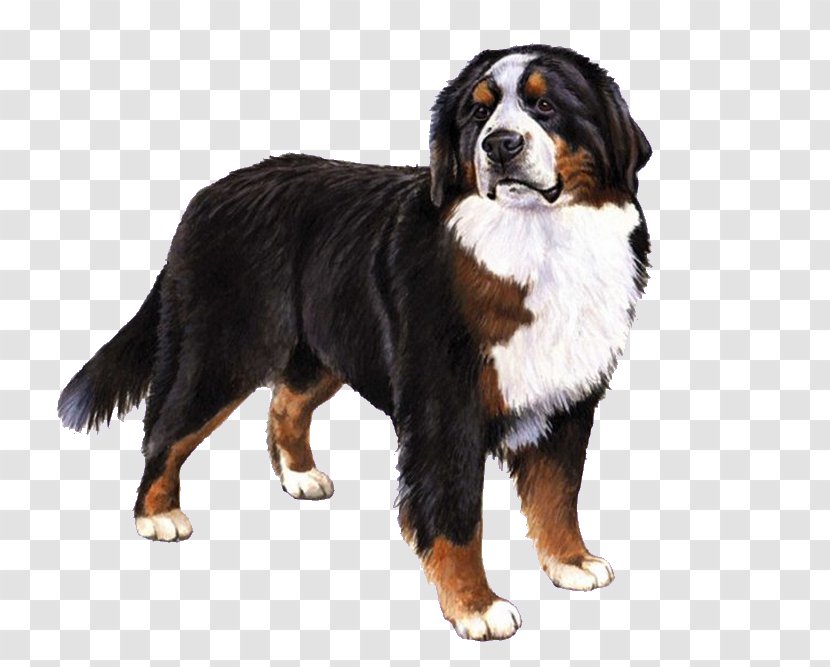 Bernese Mountain Dog Puppy Breed Halloween - Greater Swiss Transparent PNG