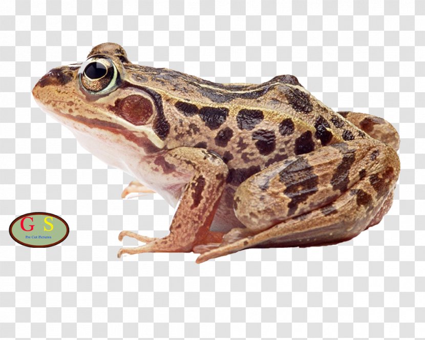 Common Frog True Edible Amphibian Transparent PNG