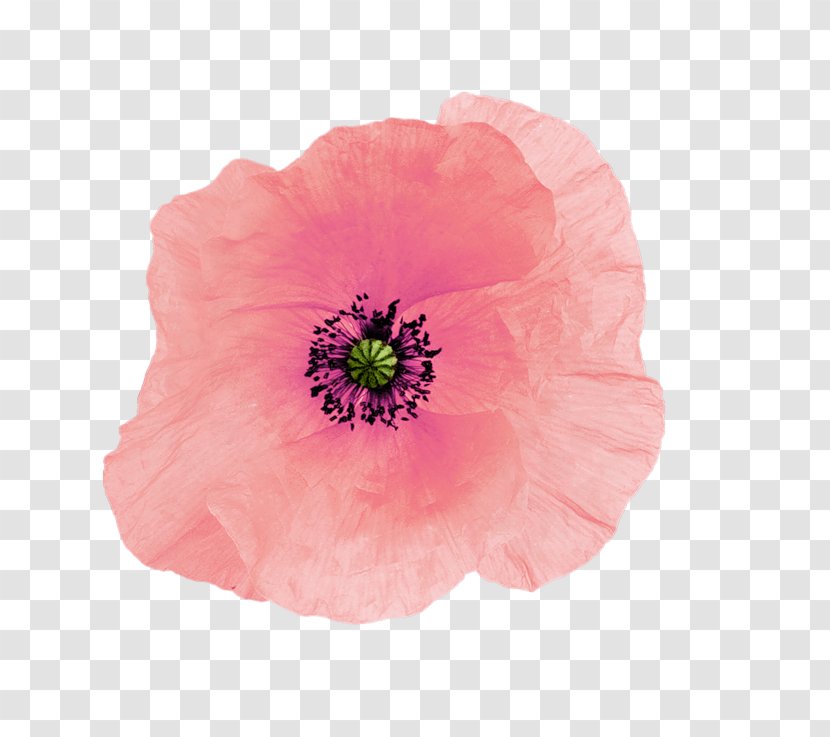 Pink M Malvales Petal - Poppy Family - Flower Transparent PNG