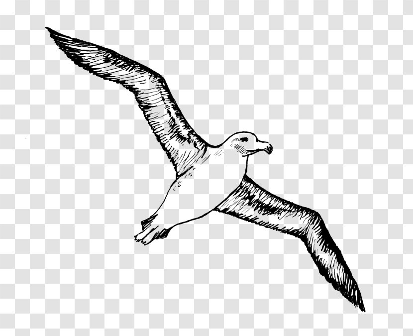 Bird Albatross Clip Art Drawing Vector Graphics - Seabird Transparent PNG