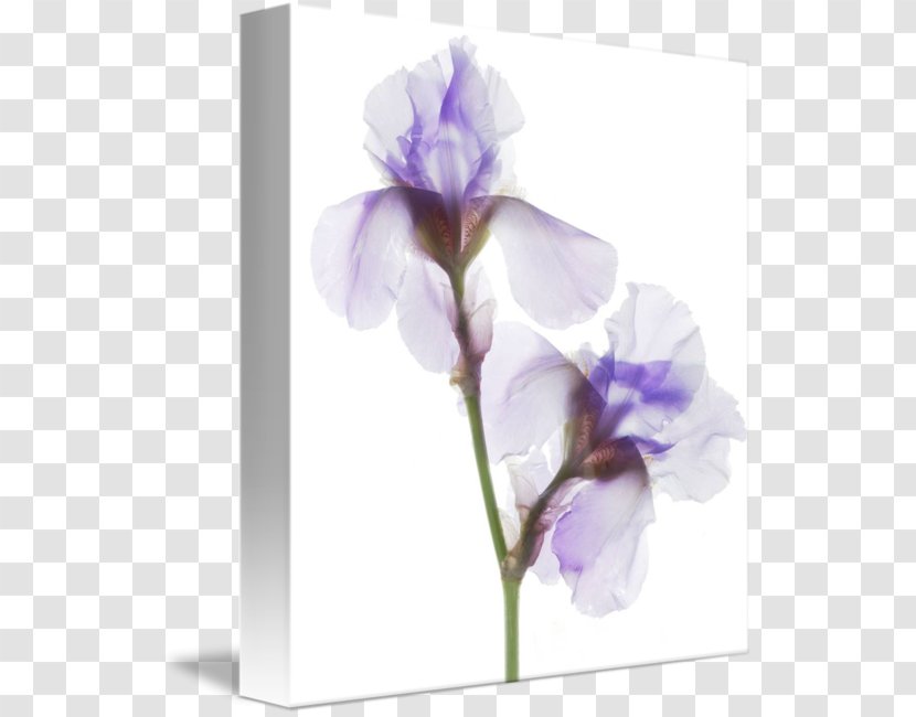 Irises Work Of Art Printmaking Art.com - Painting Transparent PNG