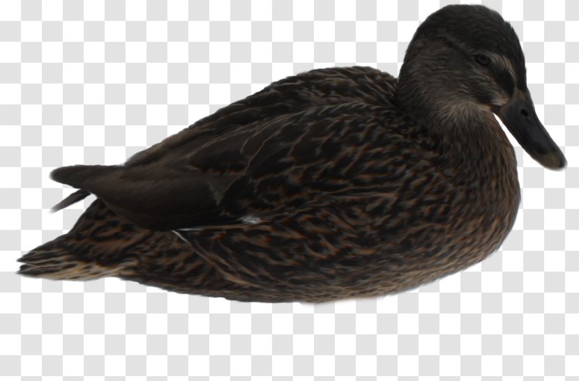 Mallard Duck Bird American Pekin Goose Transparent PNG