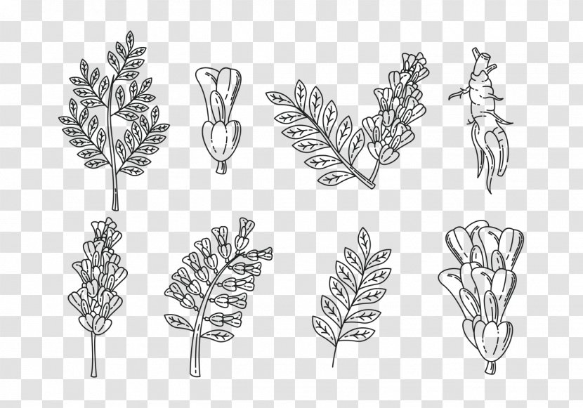 Medicinal Plants Vector Graphics Liquorice Glycyrrhiza Uralensis - Branch Transparent PNG