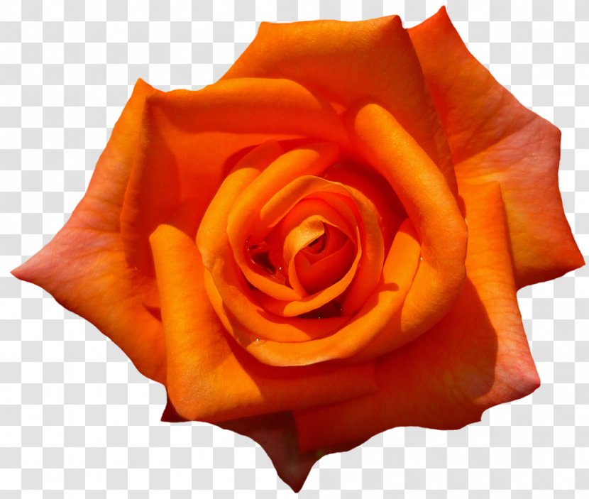 Rose Stock.xchng Clip Art Image Flower - Orange Laranja Transparent PNG