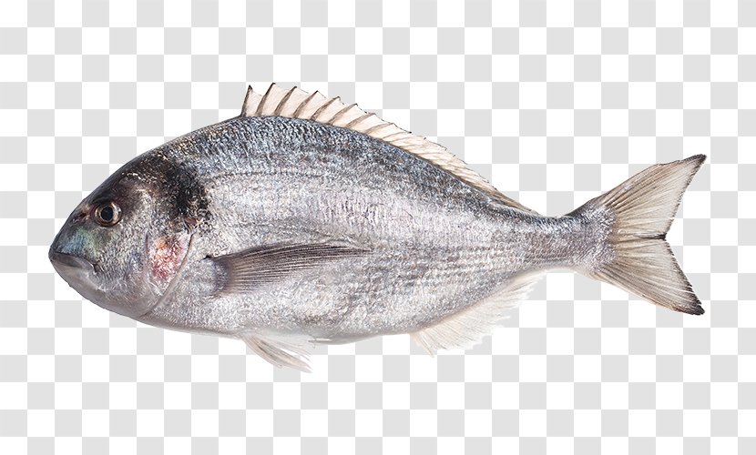 Gilt-head Bream Red Seabream Oily Fish Products - Salmon - Sea Transparent PNG