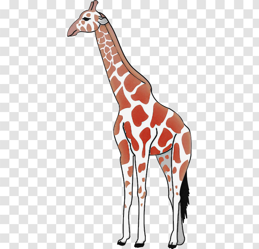 Giraffe Giraffidae Wildlife Neck Joint Transparent PNG