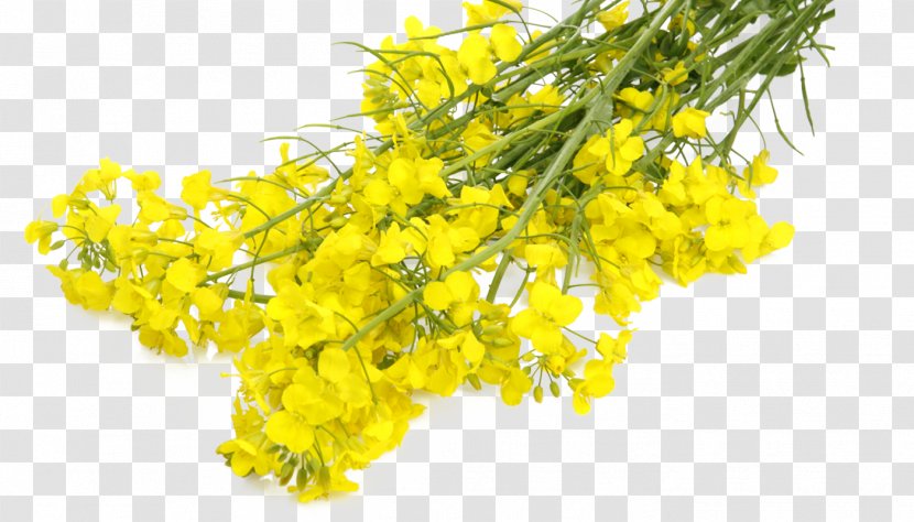Mustard Plant Rapeseed Canola Flower - Oil - Sunflower Transparent PNG