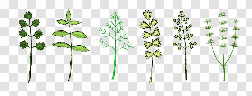 Leaf Plant Stem Grasses Flora Tree Transparent PNG