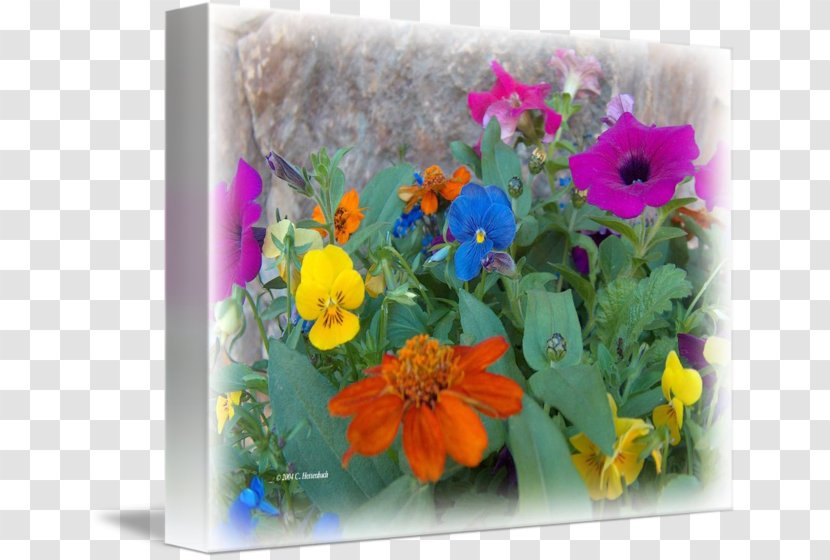Floral Design Cut Flowers Flower Bouquet Flowerpot - Violaceae Transparent PNG