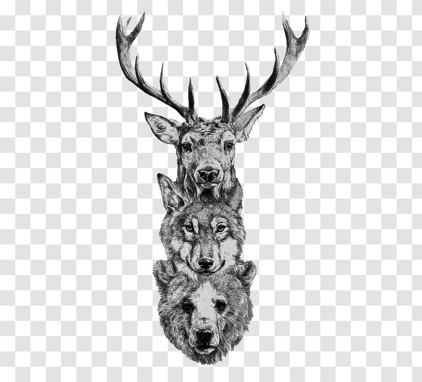 Gray Wolf Deer Bear Coyote Drawing - Moose - Watercolour Animals Transparent PNG