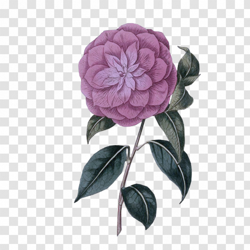 Rose Transparent PNG